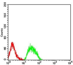 Invitrogen CHRNE Monoclonal Antibody (5F11G8) 100 &mu;L; Unconjugated:Antibodies,