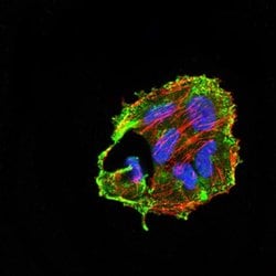 Invitrogen CIDEC Monoclonal Antibody (7C12F11) 100 &mu;L; Unconjugated:Antibodies,