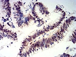Invitrogen CIRBP Monoclonal Antibody (6E12D5) 100 &mu;L; Unconjugated:Antibodies,