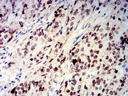 Invitrogen CIRBP Monoclonal Antibody (6E12D5) 100 &mu;L; Unconjugated:Antibodies,