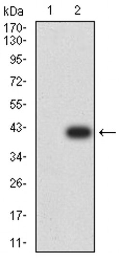 Invitrogen CIRBP Monoclonal Antibody (6E12D5) 100 &mu;L; Unconjugated:Antibodies,