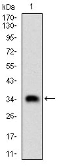 Invitrogen CK2 beta Monoclonal Antibody (2F12F3) 100 &mu;L | Buy Online | Invitrogen&trade; | Fisher Scientific