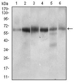 Invitrogen CTNNBL1 Monoclonal Antibody (1E4F5) 100 &mu;L | Buy Online | Invitrogen&trade; | Fisher Scientific