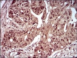 Invitrogen ZIPK Monoclonal Antibody (4H4C8) 100 &mu;L; Unconjugated:Antibodies,