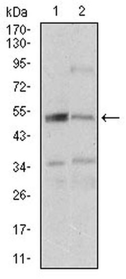 Invitrogen ZIPK Monoclonal Antibody (4H4C8) 100 &mu;L; Unconjugated:Antibodies,