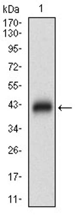 Invitrogen ZIPK Monoclonal Antibody (4H4C8) 100 &mu;L; Unconjugated:Antibodies,