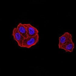 Invitrogen DDX1 Monoclonal Antibody (3E5B2) 100 &mu;L; Unconjugated:Antibodies,