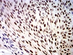 Invitrogen DDX1 Monoclonal Antibody (3E5B2) 100 &mu;L; Unconjugated:Antibodies,