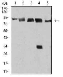 Invitrogen DDX1 Monoclonal Antibody (3E5B2) 100 &mu;L; Unconjugated:Antibodies,