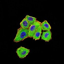 Invitrogen DDX1 Monoclonal Antibody (3E5E2) 100 &mu;L; Unconjugated:Antibodies,
