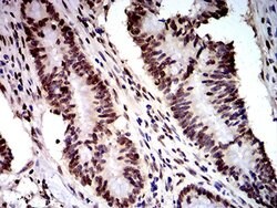 Invitrogen DDX1 Monoclonal Antibody (3E5E2) 100 &mu;L; Unconjugated:Antibodies,
