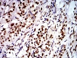 Invitrogen DDX1 Monoclonal Antibody (3E5E2) 100 &mu;L; Unconjugated:Antibodies,