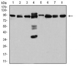 Invitrogen DDX1 Monoclonal Antibody (3E5E2) 100 &mu;L; Unconjugated:Antibodies,