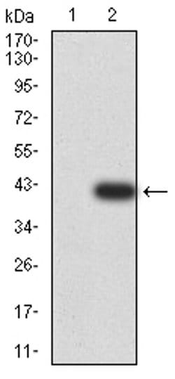 Invitrogen DDX1 Monoclonal Antibody (3E5E2) 100 &mu;L; Unconjugated:Antibodies,