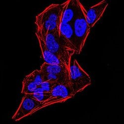 Invitrogen Gemin 3 Monoclonal Antibody (7B2B1) 100 &mu;L; Unconjugated:Antibodies,