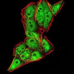 Invitrogen Gemin 3 Monoclonal Antibody (7B2B1) 100 &mu;L; Unconjugated:Antibodies,