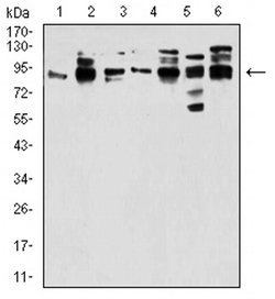 Invitrogen Gemin 3 Monoclonal Antibody (1C9F6) 100 &mu;L; Unconjugated:Antibodies,