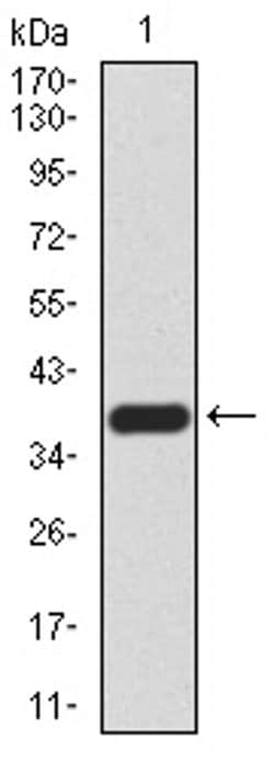 Invitrogen Gemin 3 Monoclonal Antibody (1C9F6) 100 &mu;L; Unconjugated:Antibodies,