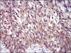 Invitrogen DIS3L2 Monoclonal Antibody (6C7B2) 100 &mu;L; Unconjugated:Antibodies,