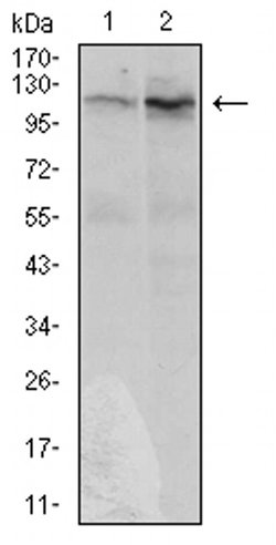 Invitrogen DIS3L2 Monoclonal Antibody (6C7B2) 100 &mu;L; Unconjugated:Antibodies,
