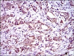 Invitrogen DNAL4 Monoclonal Antibody (3C10A4) 100 &mu;L | Buy Online | Invitrogen&trade; | Fisher Scientific