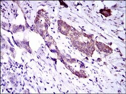 Invitrogen DNAL4 Monoclonal Antibody (3C10A4) 100 &mu;L | Buy Online | Invitrogen&trade; | Fisher Scientific