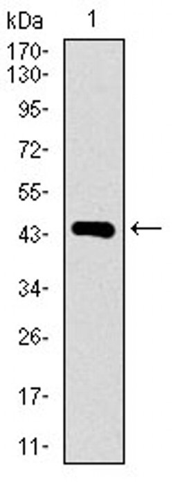 Invitrogen DNAL4 Monoclonal Antibody (3C10A4) 100 &mu;L | Buy Online | Invitrogen&trade; | Fisher Scientific