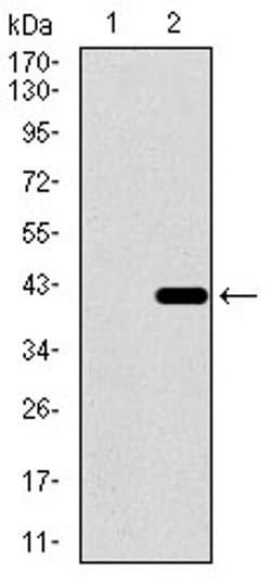 Invitrogen DNAL4 Monoclonal Antibody (3C10A4) 100 &mu;L | Buy Online | Invitrogen&trade; | Fisher Scientific