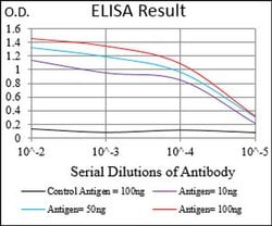 Invitrogen EIF2A Monoclonal Antibody (3A7B11) 100 &mu;L; Unconjugated:Antibodies,