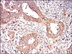 Invitrogen EIF2A Monoclonal Antibody (3A7B11) 100 &mu;L; Unconjugated:Antibodies,