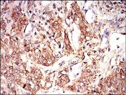 Invitrogen EIF2A Monoclonal Antibody (3A7B11) 100 &mu;L; Unconjugated:Antibodies,