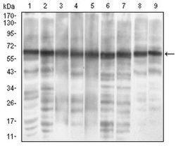 Invitrogen EIF2A Monoclonal Antibody (3A7B11) 100 &mu;L; Unconjugated:Antibodies,