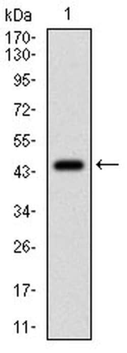 Invitrogen EIF2A Monoclonal Antibody (3A7B11) 100 &mu;L; Unconjugated:Antibodies,