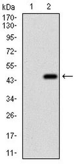 Invitrogen EIF2A Monoclonal Antibody (3A7B11) 100 &mu;L; Unconjugated:Antibodies,