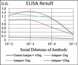 Invitrogen EIF2A Monoclonal Antibody (3A7A8) 100 &mu;L; Unconjugated:Antibodies,