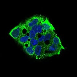 Invitrogen EIF2A Monoclonal Antibody (3A7A8) 100 &mu;L; Unconjugated:Antibodies,