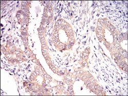 Invitrogen EIF2A Monoclonal Antibody (3A7A8) 100 &mu;L; Unconjugated:Antibodies,