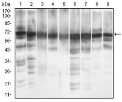 Invitrogen EIF2A Monoclonal Antibody (3A7A8) 100 &mu;L; Unconjugated:Antibodies,