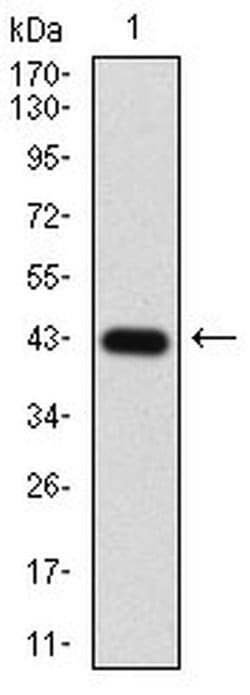 Invitrogen EIF2A Monoclonal Antibody (3A7A8) 100 &mu;L; Unconjugated:Antibodies,