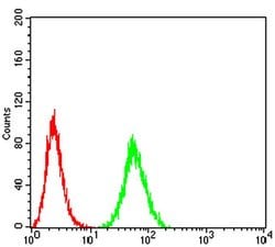 Invitrogen eIF5 Monoclonal Antibody (6D6H11) 100 &mu;L; Unconjugated:Antibodies,