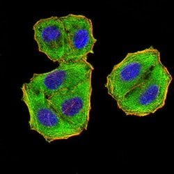 Invitrogen eIF5 Monoclonal Antibody (6D6H11) 100 &mu;L; Unconjugated:Antibodies,