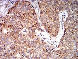 Invitrogen eIF5 Monoclonal Antibody (6D6H11) 100 &mu;L; Unconjugated:Antibodies,