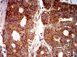 Invitrogen eIF5 Monoclonal Antibody (6D6H11) 100 &mu;L; Unconjugated:Antibodies,