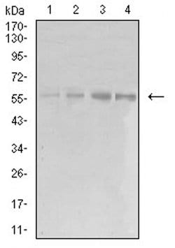 Invitrogen eIF5 Monoclonal Antibody (6D6G6) 100 &mu;L; Unconjugated:Antibodies,
