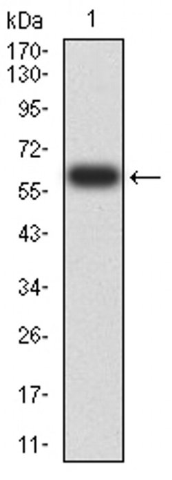 Invitrogen eIF5 Monoclonal Antibody (6D6G6) 100 &mu;L; Unconjugated:Antibodies,