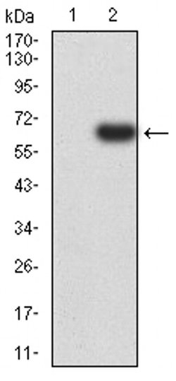 Invitrogen eIF5 Monoclonal Antibody (6D6G6) 100 &mu;L; Unconjugated:Antibodies,