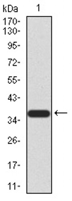 Invitrogen FBXL10 Monoclonal Antibody (6F6G11) 100 &mu;L; Unconjugated:Antibodies,