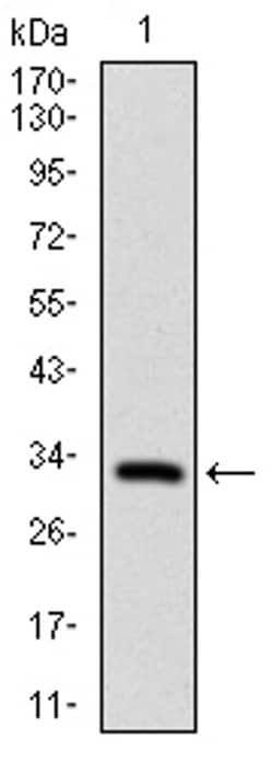 Invitrogen FGF4 Monoclonal Antibody (2D7D5) 100 &mu;L; Unconjugated:Antibodies,