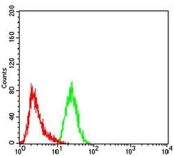 Invitrogen FOXP2 Monoclonal Antibody (2G11B8) 100 &mu;L; Unconjugated:Antibodies,