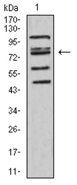 Invitrogen FOXP2 Monoclonal Antibody (2G11B8) 100 &mu;L; Unconjugated:Antibodies,